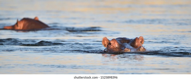 Two hippos (Hippopotamus amphibious) lying in the Zambezi river with their heads above the water surface during a sunset in Zambia, Africa. One looking straight ahead and one swimming away.