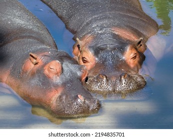 two hippos sleeping together in the water