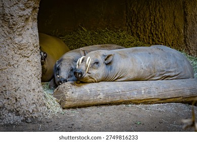 Two hogs lie on a log inside a shelter at a zoo. They are relaxing on a bed of hay. The sun shines outside on a warm summer afternoon.