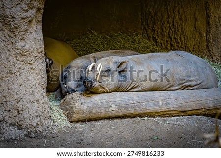 Two hogs lie on a log inside a shelter at a zoo. They are relaxing on a bed of hay. The sun shines outside on a warm summer afternoon.
