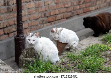 Two Homeless Kittens With Mom Are Thrown On The Street