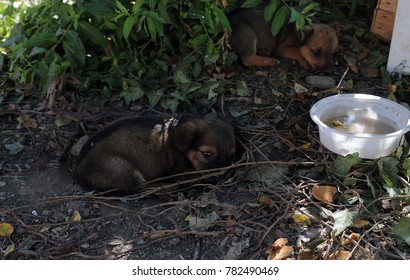 Two Homeless Little Puppy With Sad Eyes Near The Old Tree .