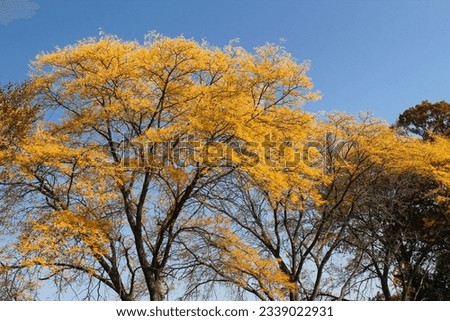 Two Honey Locust  trees with yellow foliage constrasted against a clear, blue sky, in Hastings Forest Preserve, Lake Villa, Illinois, USA
