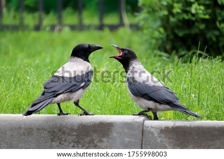 Two hooded crows are fighting on the summer lawn. Life of city birds, allegory of a family quarrel