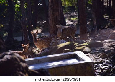Two horned Deers at malsi deer park dehradun