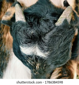 Two horned goat posing down displaying its black and white motif forehead