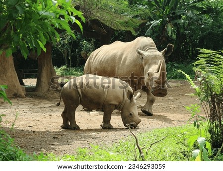 Two horned java rhinoceros in Safari Park (Taman Safari) Indonesia.