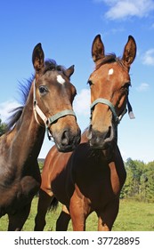 two horse