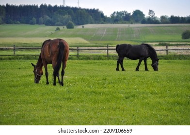 Two Horse Adult Animals Grazing On The Farm