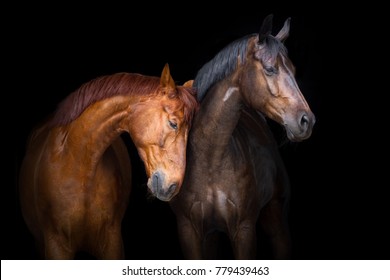 Two horse close up isolated on black background - Shutterstock ID 779439463