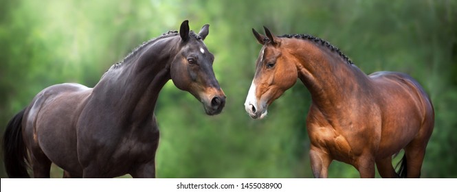 Two Horse close up portrait in motion against green background