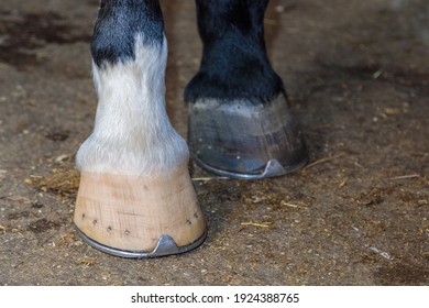 Two horse legs with hammered hooves, different colors. Two legs, close-up