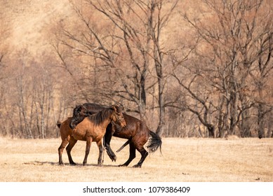 Two Horse Mating In The Field