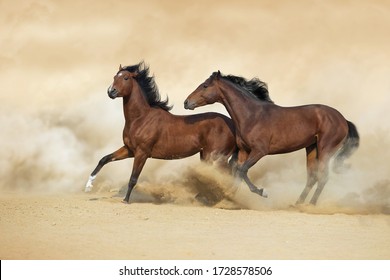 Two Horse Play With Dog In Sandy Dust