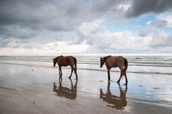 Two Horse Play At The Seaside With A Beautiful Cloudy Sky Background