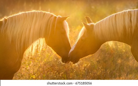 Two horse portrait close up in sunlight