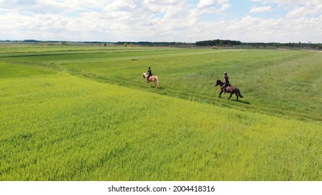 Two Horse Riders On A Palomino Horse And A Dark Bay Horse Moving Across The Beautiful Farm Field During The Daytime. Aerial View Of The Beautiful Meadows. Horse Riders In The Field. Cloudy Sky.