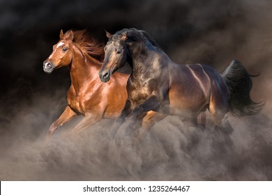 Two horse run gallop with dark background behind