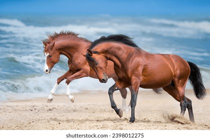 Two  horse running gallop along the beach - Powered by Shutterstock