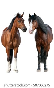 Two horse standing isolated on white background