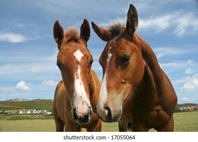Two horses