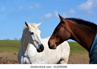 Two horses