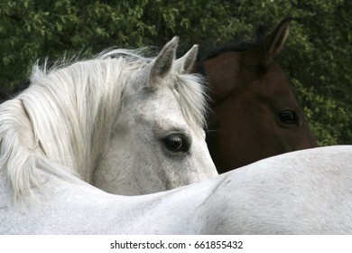 two horses, 