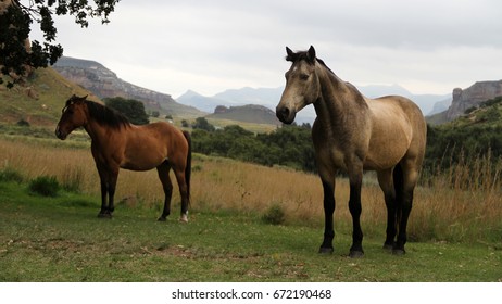 Two horses. 