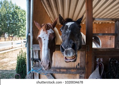 Two Horses Being Goofy And Smiling At Camera. 