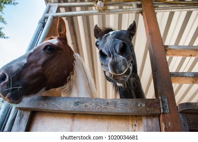 Two Horses Being Goofy And Smiling At Camera. 