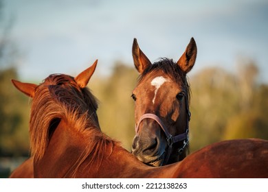 Two Horses Biting,scratching And Grooming Each Other On Pasture. Animal Behavior