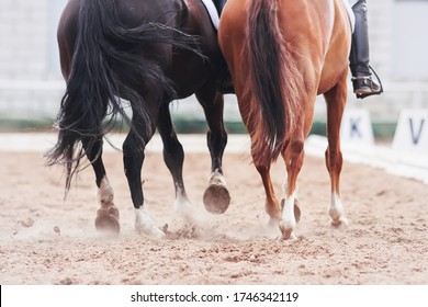 Two horses - black and sorrel together pass the route in dressage competitions, kicking up dust with their hooves.