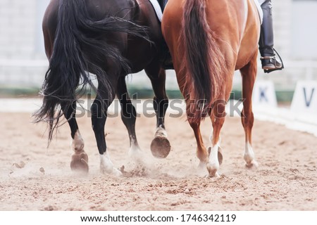 Two horses - black and sorrel together pass the route in dressage competitions, kicking up dust with their hooves.