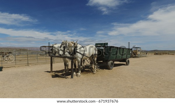 two horses carry somethings with cart in Nevada,\
USA. April 26, 2017.
