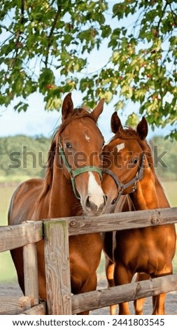 Similar – Image, Stock Photo two horses in the pasture on a foggy autumn morning with diffused sunlight