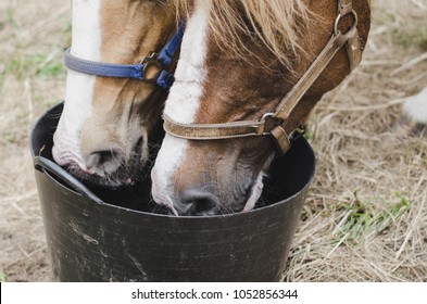 722 Drinking horses two Images, Stock Photos & Vectors | Shutterstock