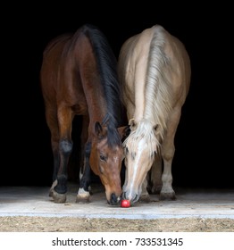 Two horses eating apple on black background.
