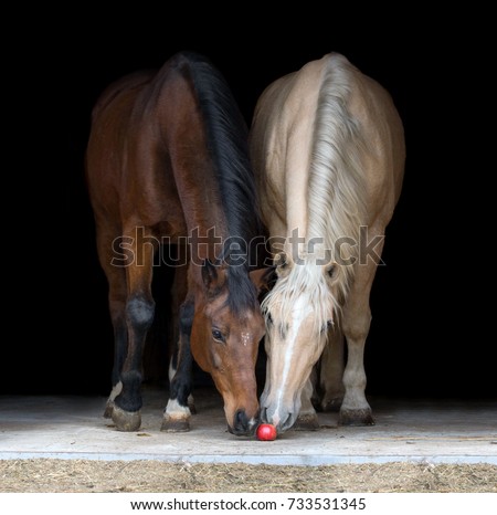 Similar – Image, Stock Photo two horses in the pasture on a foggy autumn morning with diffused sunlight