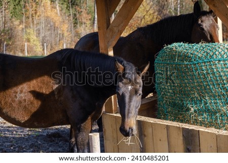 two horses eating hay from a bale on an autumn sunny day