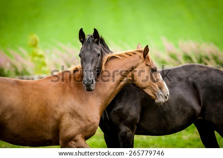 Two horses embracing in friendship.