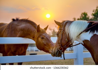 Two Horses Embracing In Friendship. Animal Portrait On Sunset Background. Horses In Love. Beautiful Thoroughbred Red Brown Chestnut Horse In A Pen.