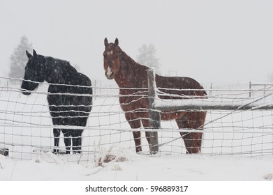 Two Horses Endure A Snowstorm In Montana/ Two Horses