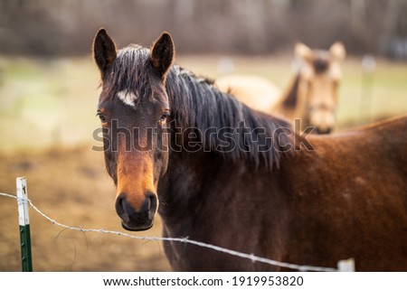 two horses with fence and wire