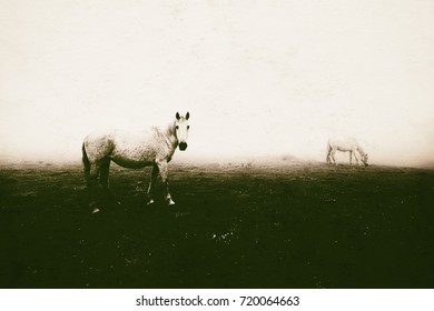 Two Horses With Fog. Vintage Black And White