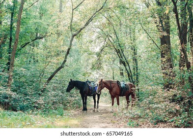 Two Horses In The Forest. Black And Brown Horse