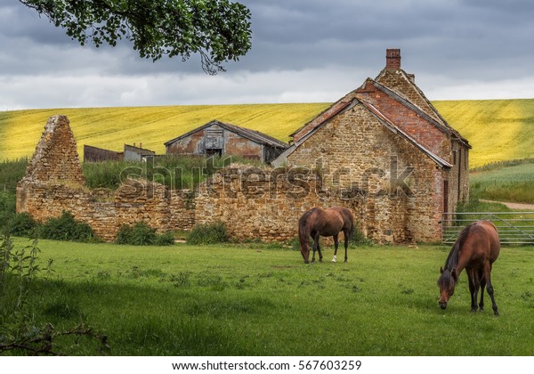 Two Horses Graze Front Abandoned Hay Royalty Free Stock Image