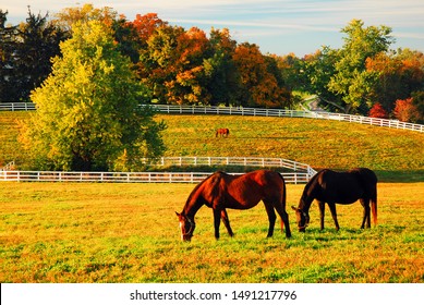 Two horses graze in an open field