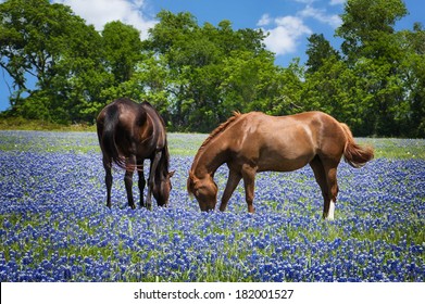 Two Horses Grazing In The Bluebonnet Pasture In Texas Spring