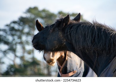 Two horses  greeting  and  biting  each other  - Shutterstock ID 2254734623