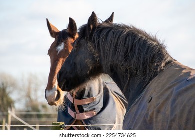 Two horses  greeting  and  biting  each other  - Shutterstock ID 2254734625
